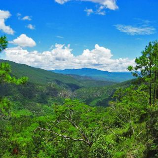 Estación de Biología contribuye a conocimiento mundial sobre selvas