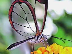 Valgan las alas de cristal de esta bella Greta oto, captada en la cercana sierra de Cuale, para asombrarnos de  la Naturaleza. ESPECIAL /