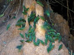 Parvada de loros de la Amazonia peruana, amenazados ante el envenenamiento de su hábitat. ARCHIVO /