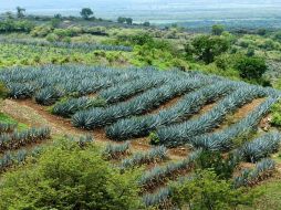 Con el marco del paisaje agavero, se llevó a cabo el evento. ARCHIVO /