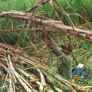 Cañeros de Puebla anuncian movilizaciones por crisis