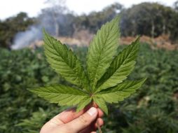 Investigador de la UNAM expuso que la mariguana, en dosis adecuadas, puede ayudar en casos de Alzheimer, esquizofrenia y autismo. ARCHIVO /