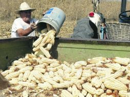 Sin crecimiento. De acuerdo con fuentes del sector agrícola, en México se producen 20 millones de toneladas de maíz. EL INFORMADOR /