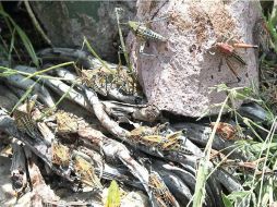 Desde hace dos semanas se ha reportado la presencia del insecto. ESPECIAL /