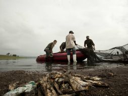 El desastre ambiental causó la muerte de aproximadamente 500 toneladas de peces en la Presa del Hurtado, conocida como Valencia. ARCHIVO /