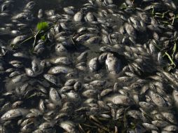 La empresa de tratamiento de aguas negras se deslindó al decir que sus plantas estaban operando normalmente. AP /