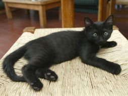 La idea de preservar un animal puede resultar extravagante pero para algunos es el medio de evitar la pérdida. ARCHIVO /