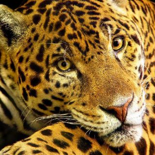Pantanal brasileño lidera salvación del gran felino americano