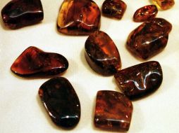 Investigadores de la UNAM analizan fósiles de lagartijas que se encuentran embebidas en ámbar y que fueron encontradas en Chiapas. ARCHIVO /