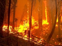 El incendio bautizado como ''Rim Fire'' ha reducido a cenizas 54 mil 220 hectáreas. EFE /