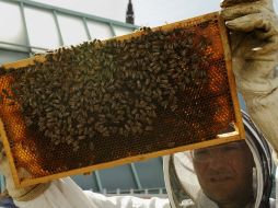 Un apicultor sostiene un panel de abejas del proyecto artístico que ocupa el tejado del Museo de Arte Moderno de Fráncfort. EFE /