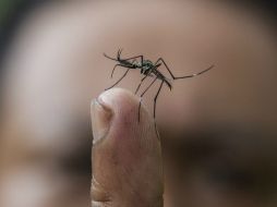 Suman ya 669 casos en lo que va de este 2013. ARCHIVO /