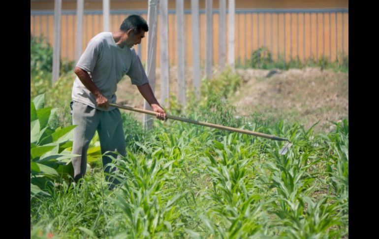 Otra apuesta del CAJ es una educación especializada tanto para los agroempresarios como para los trabajadores del sector rural. ARCHIVO /