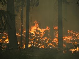 El incendio bautizado ''Rim Fire'' fue detectado por primera vez hace 10 días. AP /