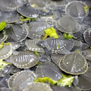 Nicaragua espera que 250 mil tortugas aniden en sus costas del Pacífico