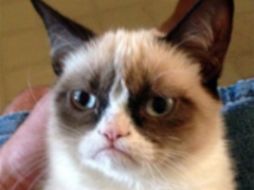 ''Grumpy Cat'' ahora ya es toda una celebridad. Foto: @GrumppyyCat. ESPECIAL /