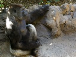 El gorila León formará una familia con las gorilas Imbi y Lou-Lou. EFE /