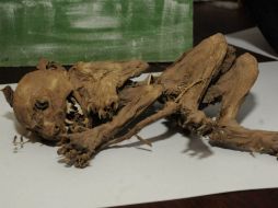 La piel intacta y disecada causó una gran impresión a la familia que lo encontró. EFE /