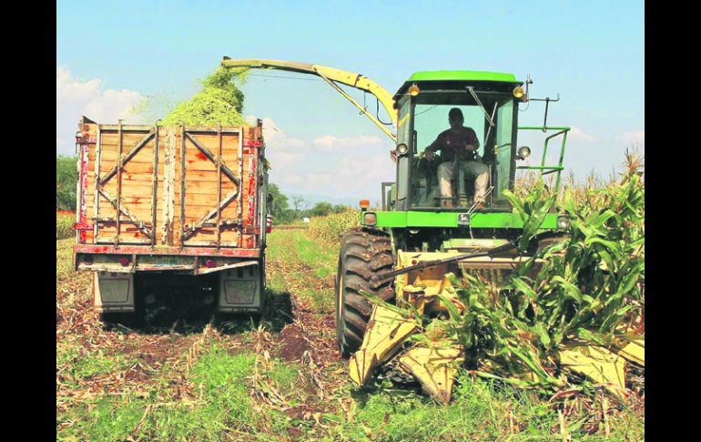 Actualmente, un productor menor obtiene 4.2 toneladas por hectárea sembrada, el objetivo es que aumente dos toneladas más. EL INFORMADOR /