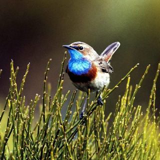 Áreas con mayor diversidad de especies necesitan más protección