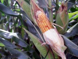 Aseguran que Jalisco tiene un gran potencial en cultivos de maíz de buena calidad. ARCHIVO /