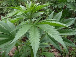 Diputados plantean crear un sistema controlado de producción legal y uso medicinal de la mariguana. ARCHIVO /