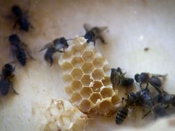 Esta es una alternativa a las máquinas, que podría desarrollar el desmantelamiento de los sitios peligrosos. ARCHIVO /