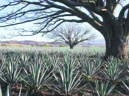 En zonas más cálidas, como Tequila y sus alrededores, el agave es más fibroso y brinda al tequila aromas herbales y especias. ESPECIAL /