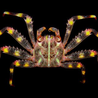 Proponen mayor control de especies exóticas invasoras