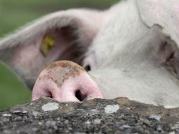 Descubrieron una manera de crear piel a partir de los tejidos de los cerdos, lo que reducirá el costo de las actuales técnicas. ARCHIVO /