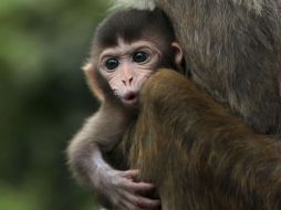 Aseguran que los monos son capaces de tomar decisiones racionales, como los humanos. ARCHIVO /