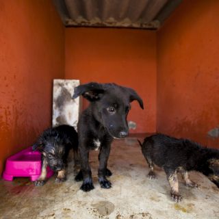 El Parlamento rumano autoriza el sacrificio de perros callejeros