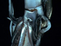 Organismos marinos como el calamar, el mejillón o los caracoles, ayudan a crear biomateriales. ARCHIVO /