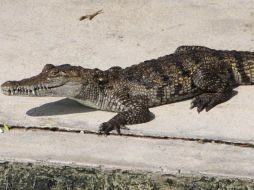 La Semarnat autorizó a cooperativistas y sociedades ejidales a realizar la explotación comercial de saurios. ARCHIVO /