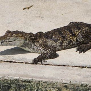 Semarnat autoriza explotación comercial de cocodrilo en Colima