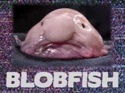 La asociación está preocupada por el pez gota, que es uno de los animales que está en peligro de extinción. ESPECIAL /