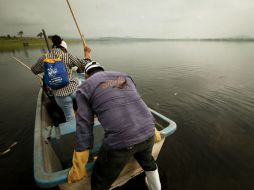 Buscan abrir una granja acuícola, para acelerar la crianza de peces y ganarle tiempo a la Presa Valencia, cuando ya esté limpia. ARCHIVO /