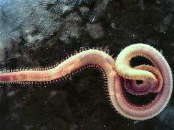 El proyecto ''Parasite'', está destinado al análisis del impacto sanitario y comercial del anisakis en especies marinas. ESPECIAL /