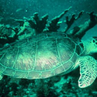 Reaparición de tortuga carey, una incógnita científica