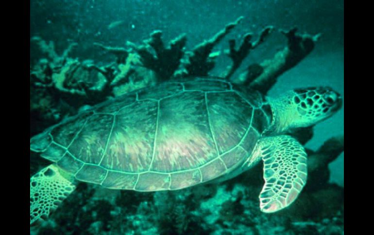 Habitantes de las zonas costeras comercializan los huevos, carne y el caparazón de las tortugas. ARCHIVO /