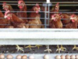 Las importaciones desde Brasil no llenarán las 300,000 toneladas libres de arancel, advierten. REUTERS /