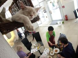 Los nueve gatos del café provienen de la sociedad protectora de animales. ESPECIAL /