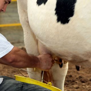 Mitos sobre la leche