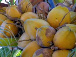 México es el séptimo productor del mundo de coco. ARCHIVO /