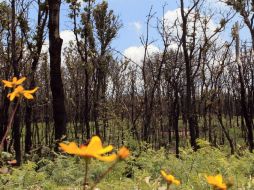 El Organismo del Bosque de La Primavera se crea con el objetivo de llevar el manejo del área de protección de flora y fauna. ARCHIVO /