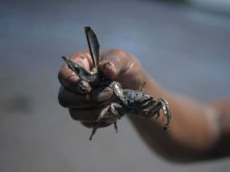 El propietario de los crustáceos tiene un plazo de cinco días para demostrar su procedencia. ARCHIVO /