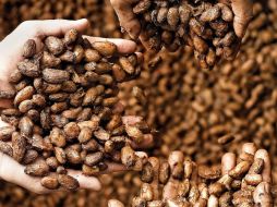El cacao forma parte de la historia de Veracruz. Se cree que Hernán Cortés lo bebió y lo compartió con los Reyes de España. ARCHIVO /