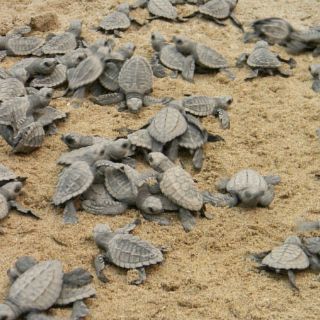 Hallan cientos de tortugas muertas en Pacífico de Nicaragua