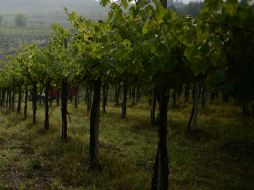 Las cosechas se venderán a bajo precio a dos conglomerados alimentarios de propiedad china. AP /