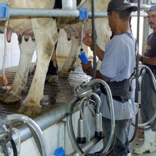 Acuerdan agenda temática para rescatar sector lechero de Jalisco